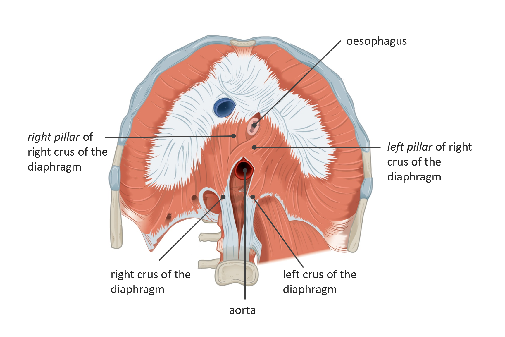 OpenStax AnatPhys fig.11.17 The Diaphragm and crura English